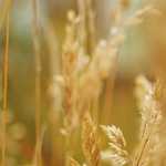 とくとくファームの口コミや評判